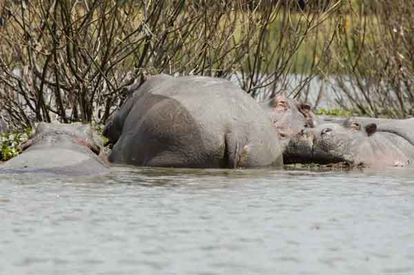 65 - Kenia - Hipopotamos - lago Naivasha